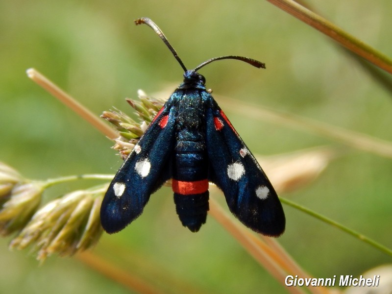 Zygaena ephialtes